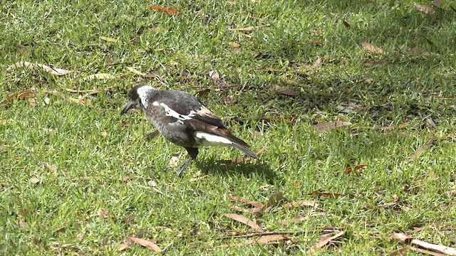 Australian Magpie (Western) - ML640899940