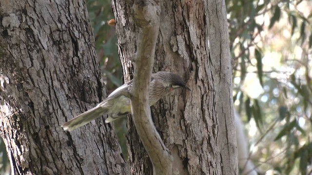 Red Wattlebird - ML640899941