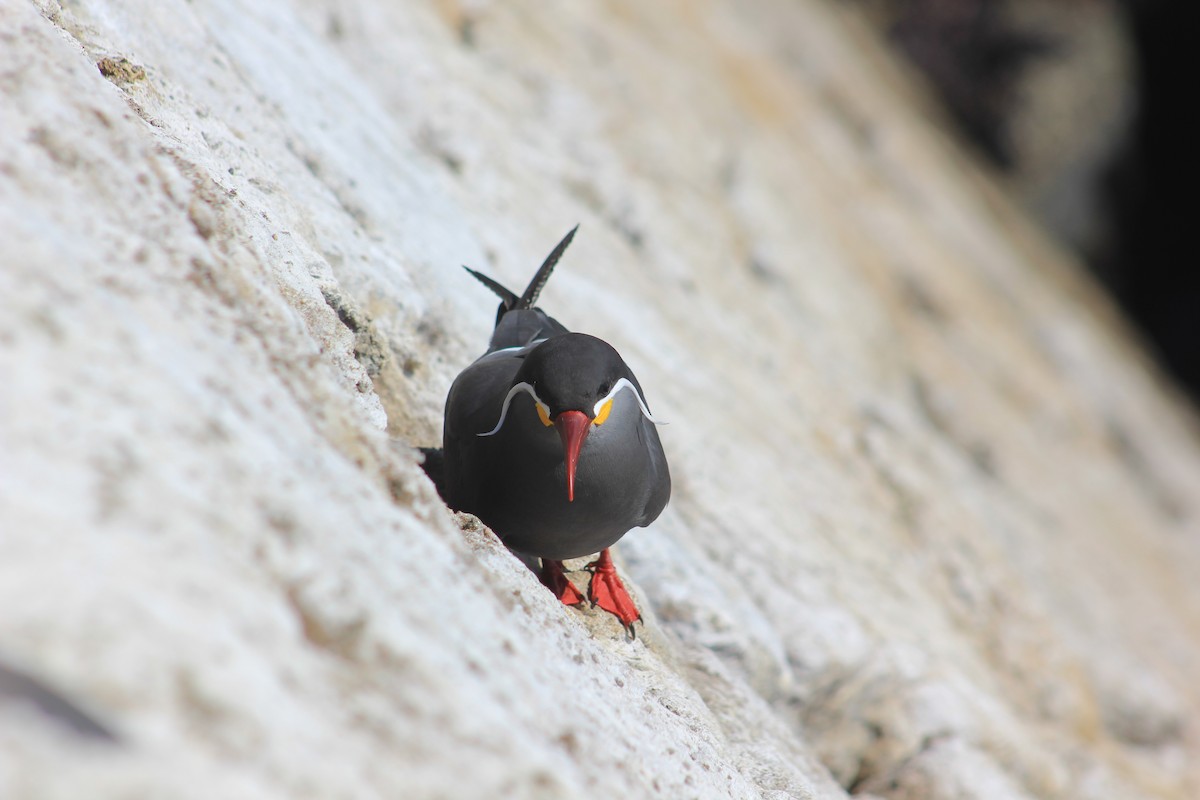 Inca Tern - ML640899942