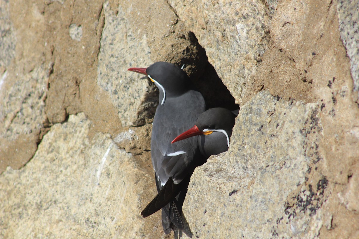 Inca Tern - ML640899948
