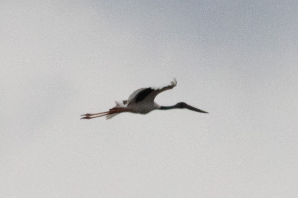 Black-necked Stork - ML640899957