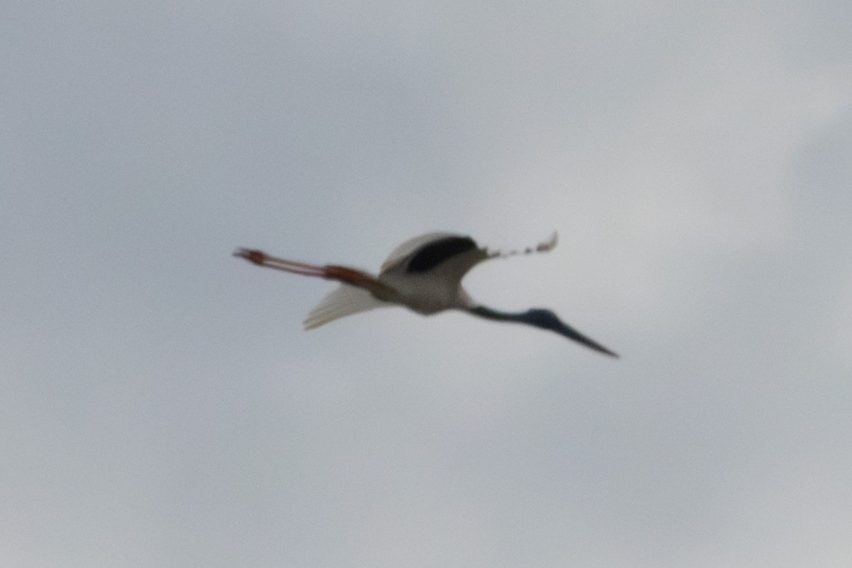 Black-necked Stork - ML640899958