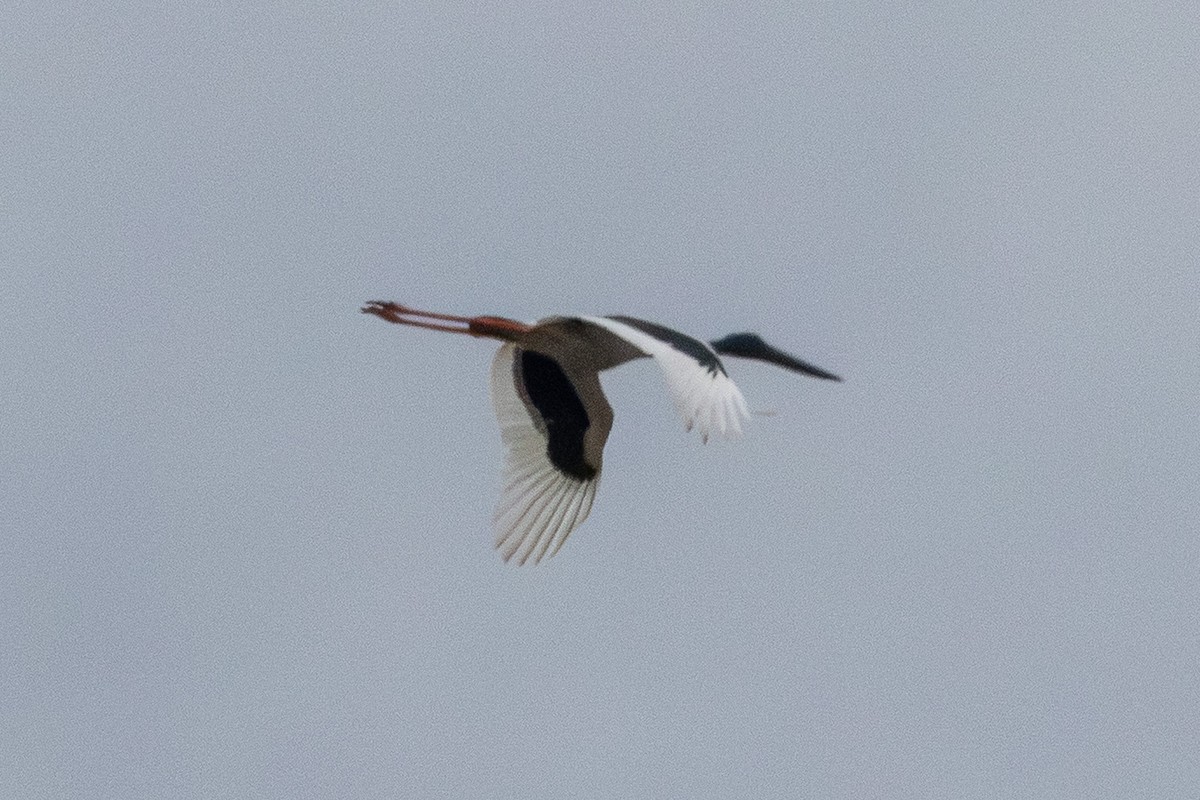 Black-necked Stork - ML640899959