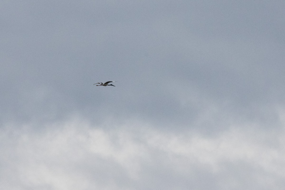Black-necked Stork - ML640899960