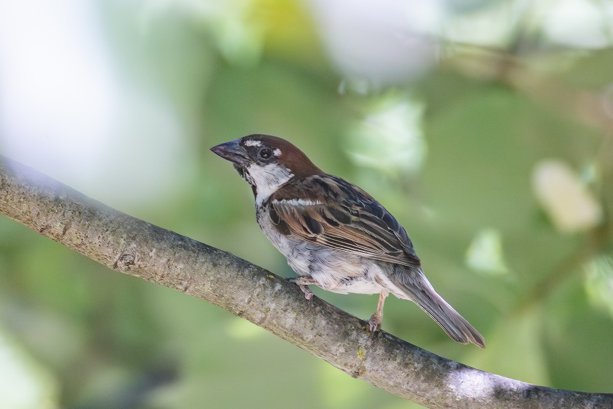 Italian Sparrow - ML640900013