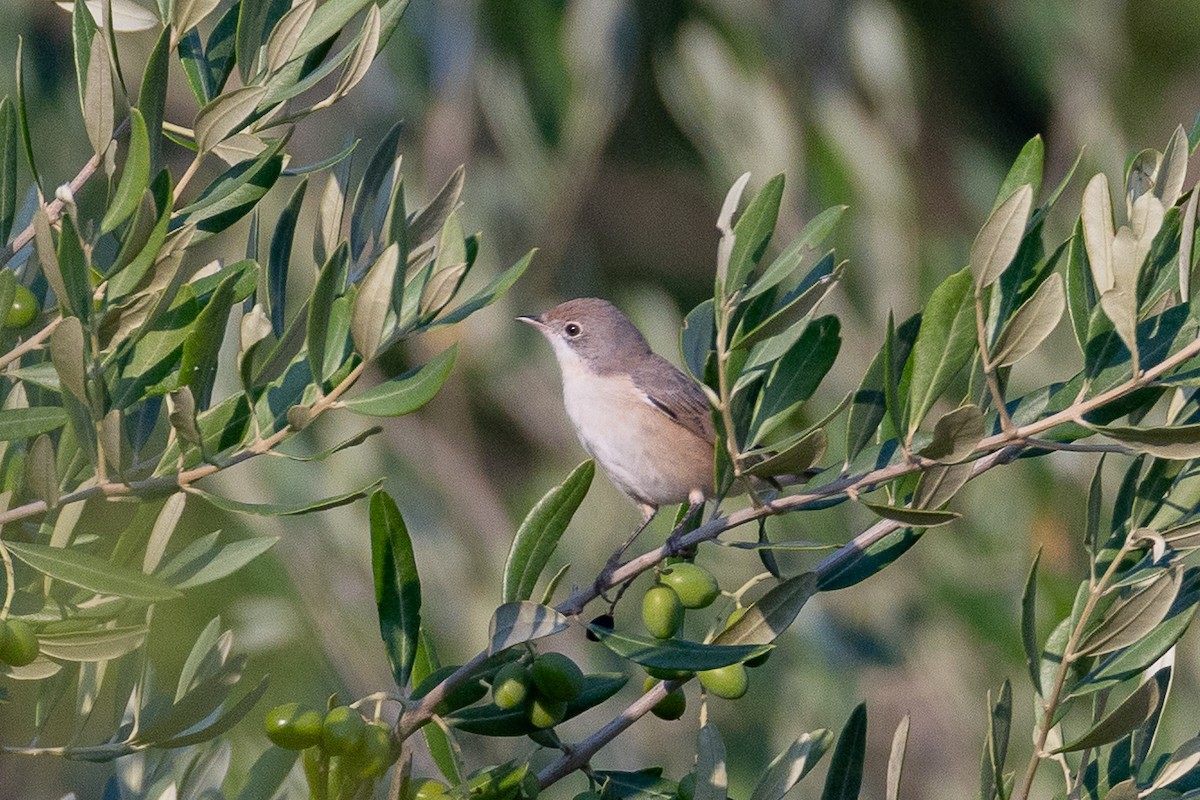 סבכי מולטוני - ML640900029