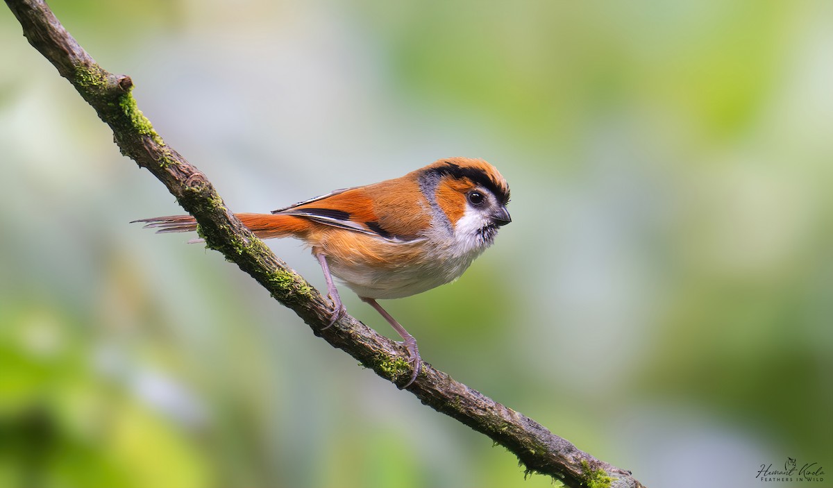 Black-throated Parrotbill - ML640900067
