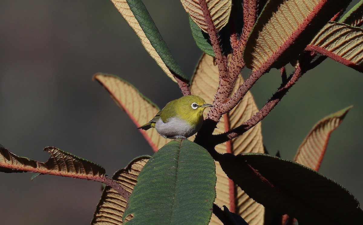 Japanbrillenvogel - ML640900114
