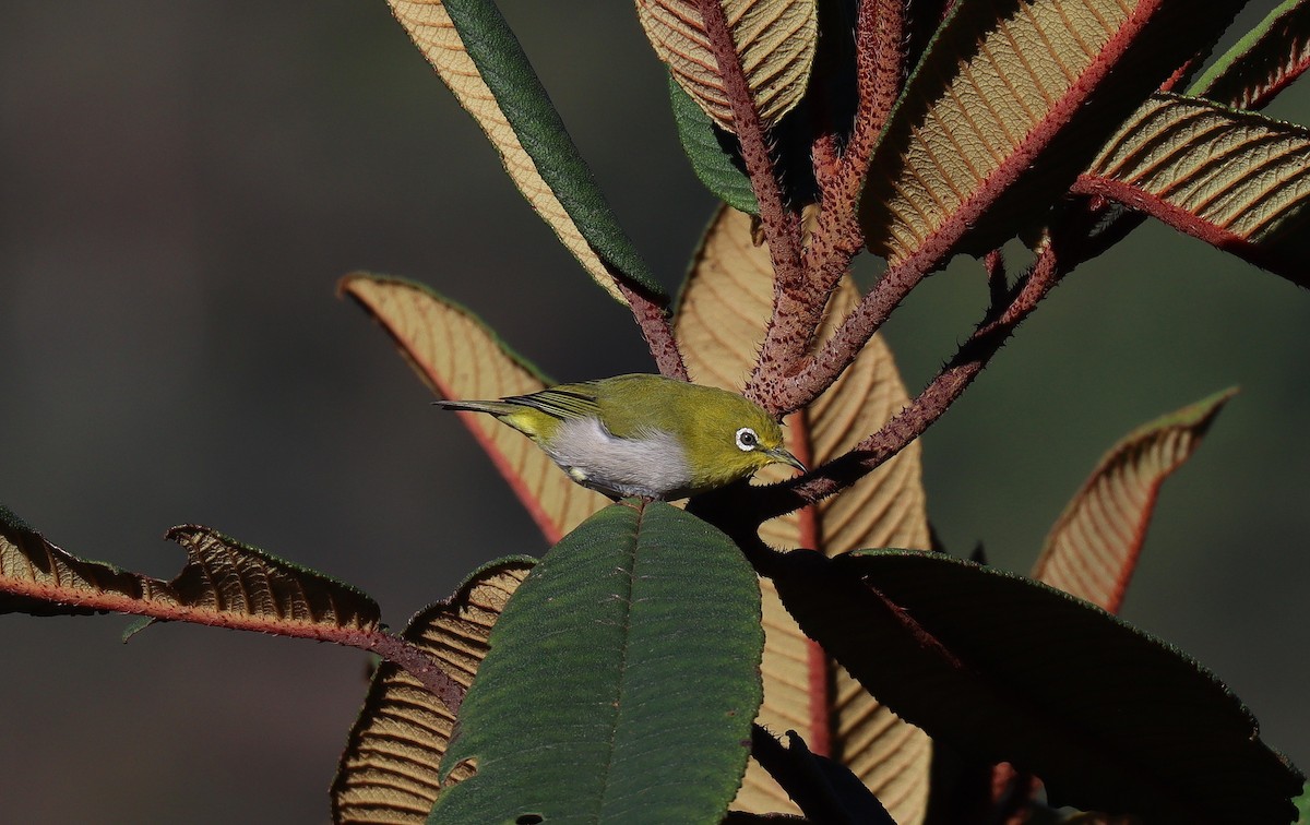 Japanbrillenvogel - ML640900149