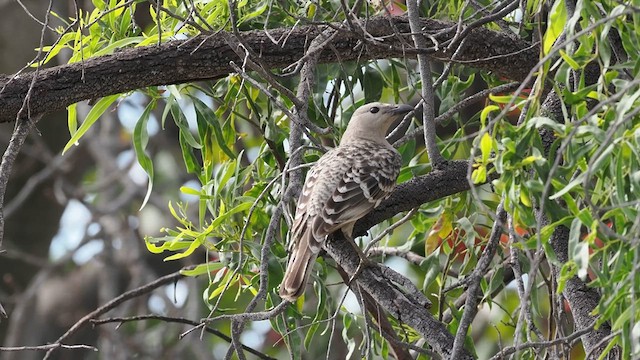 Great Bowerbird - ML640900151