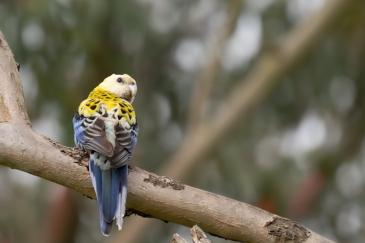 Pale-headed Rosella - ML640900158