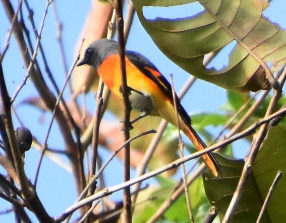 Small Minivet - ML640900173
