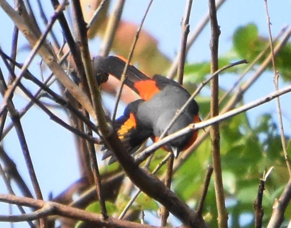 Small Minivet - ML640900176