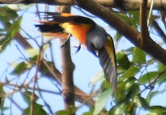 Small Minivet - ML640900180