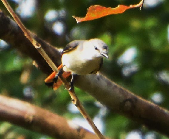 Small Minivet - ML640900195