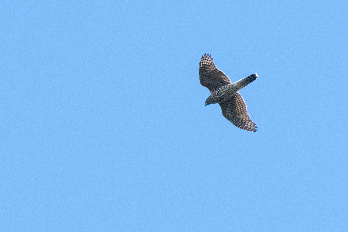 Eurasian Goshawk - ML640900199