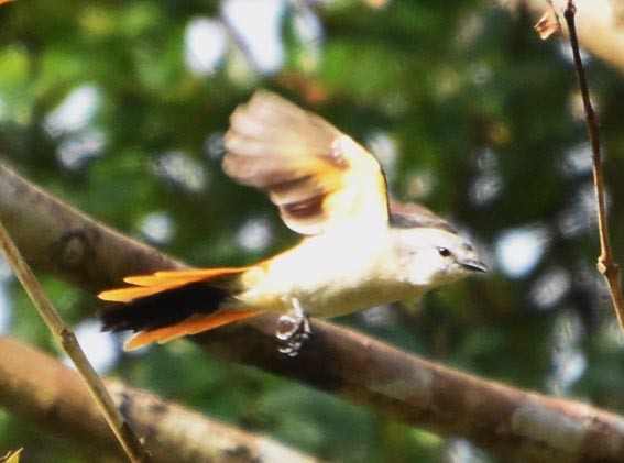 Small Minivet - ML640900200