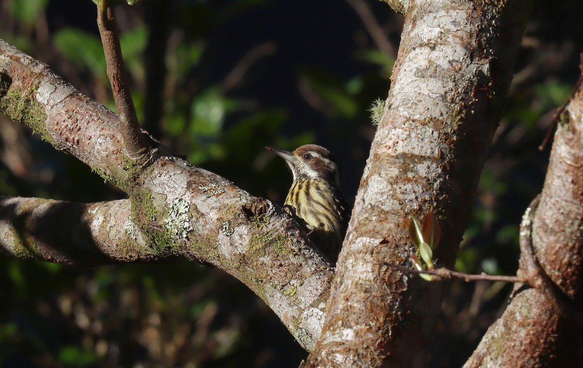 Philippine Pygmy Woodpecker - ML640900203