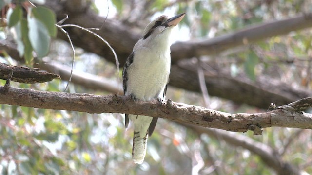 Laughing Kookaburra - ML640900226