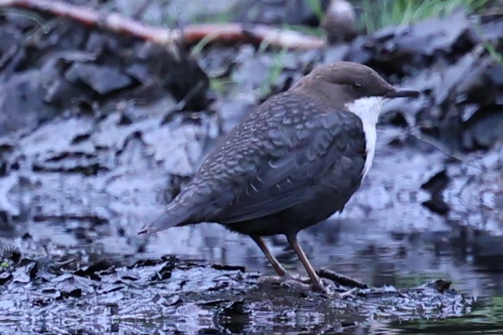 White-throated Dipper - ML640900264