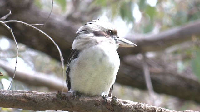 Laughing Kookaburra - ML640900272