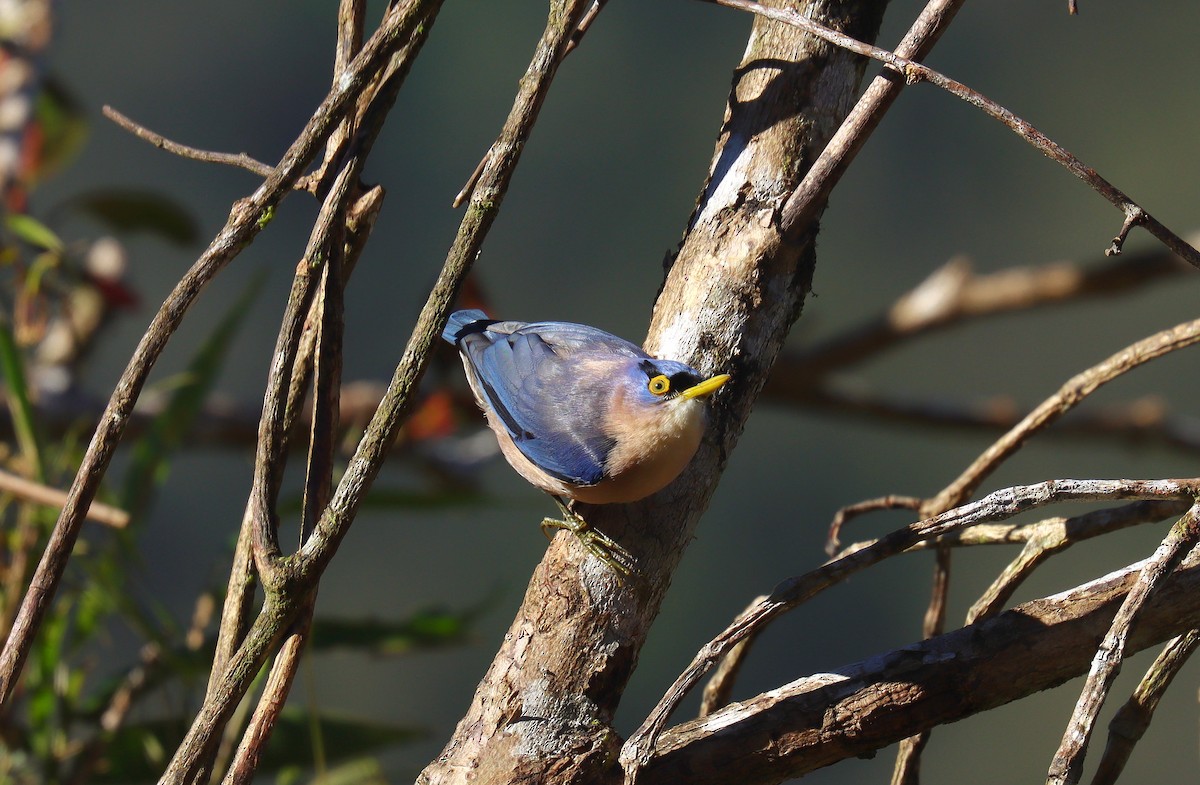 Sulphur-billed Nuthatch - ML640900273