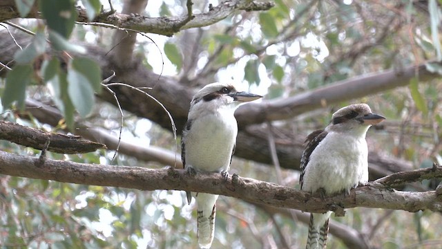 Laughing Kookaburra - ML640900303