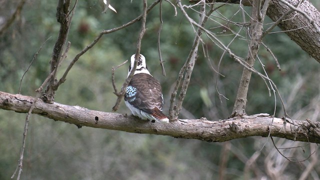 Laughing Kookaburra - ML640900305