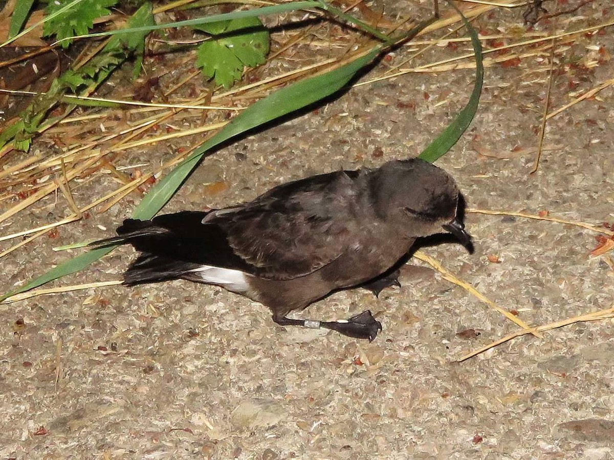 European Storm-Petrel - ML640900314