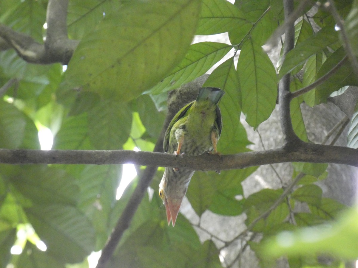 Lineated Barbet - ML640900412