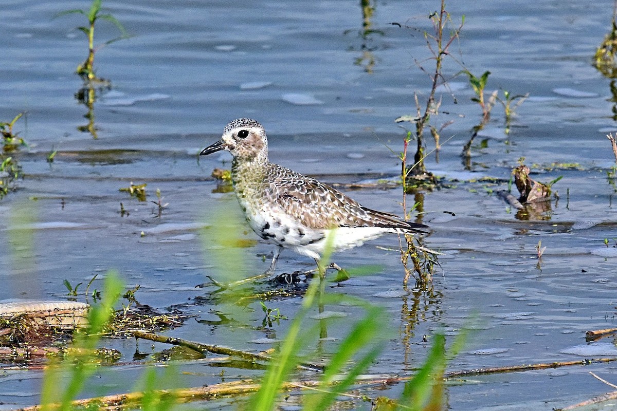 Black-bellied Plover - Joel Trick