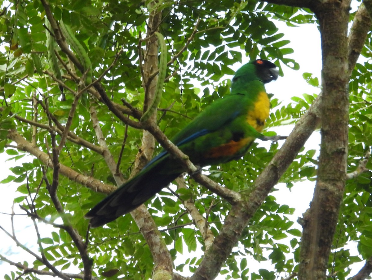 Masked Shining-Parrot - ML640900530