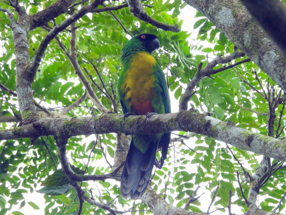 Masked Shining-Parrot - ML640900531