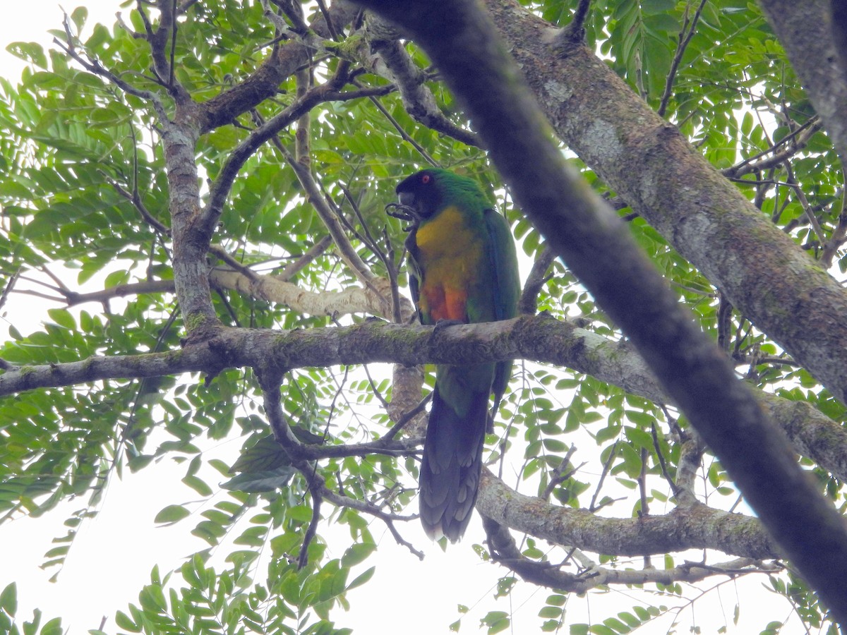 Masked Shining-Parrot - ML640900532