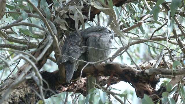 Tawny Frogmouth - ML640900574