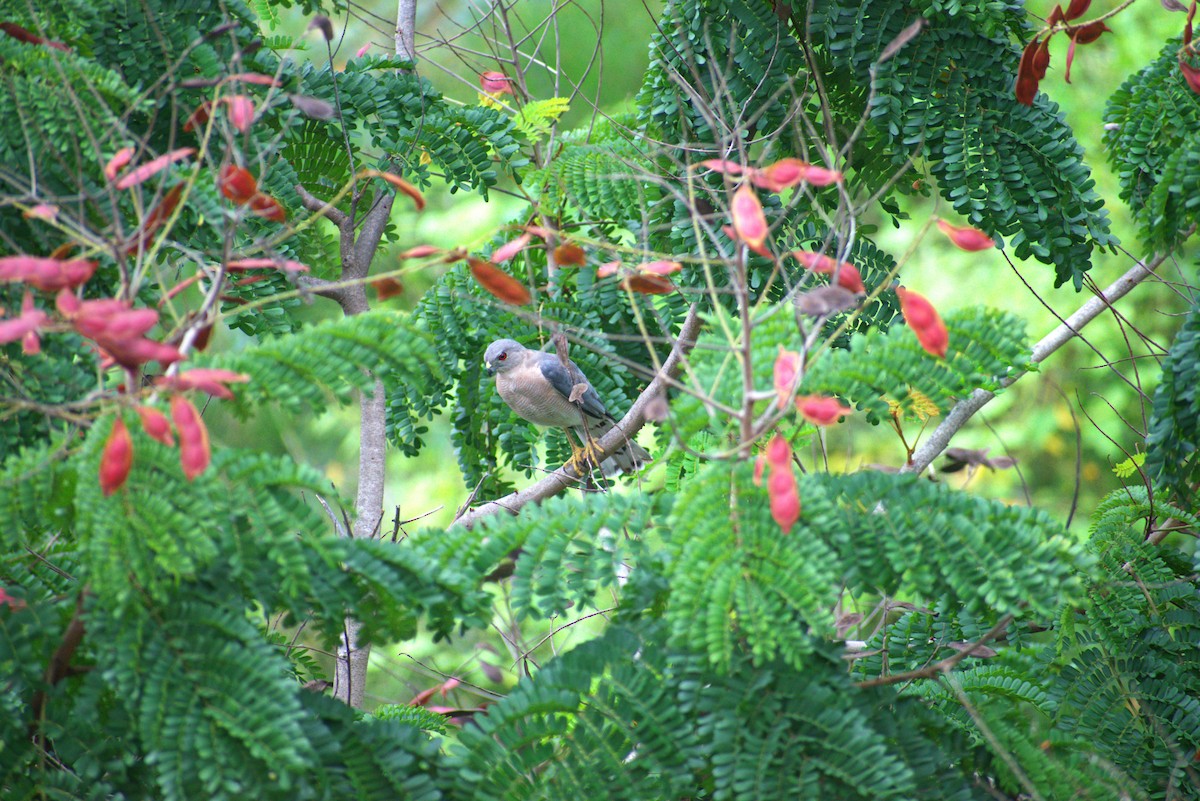 タカサゴダカ - ML640900618