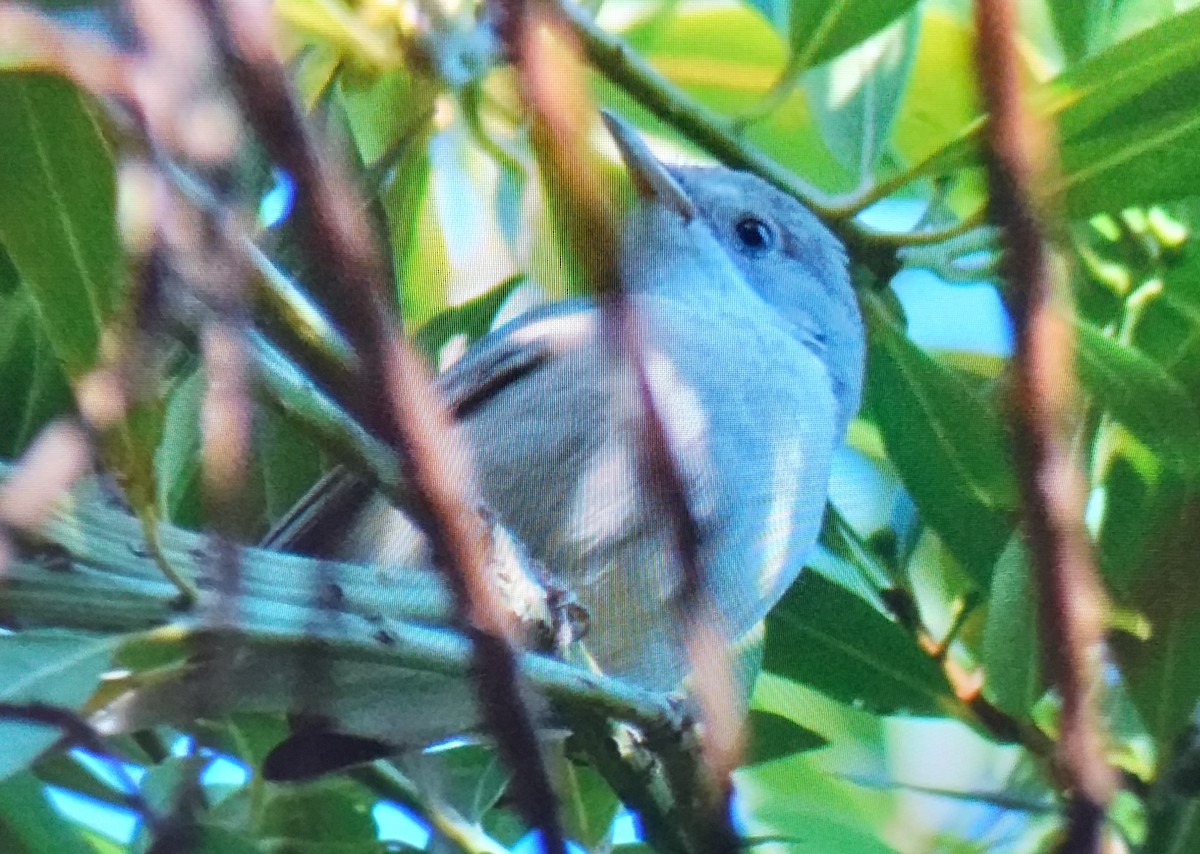 Eastern Subalpine Warbler - ML640900625