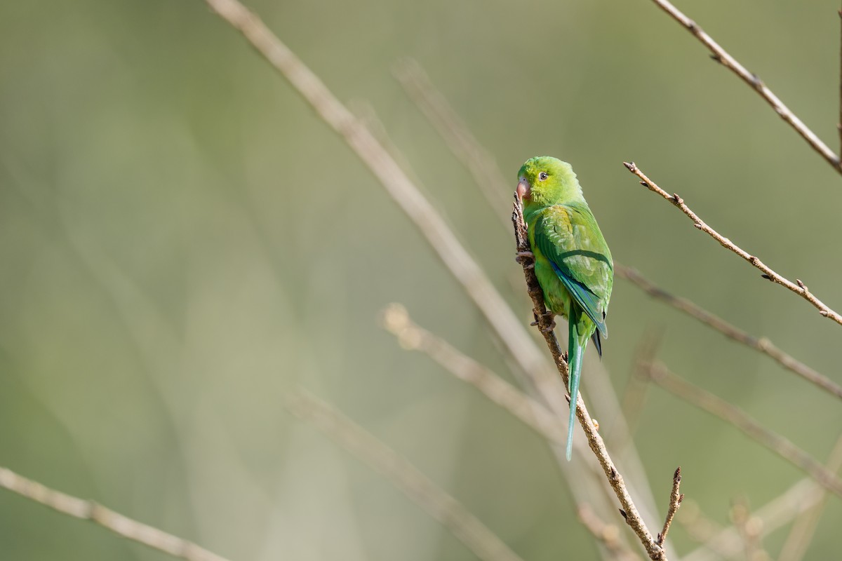 Plain Parakeet - ML640900646