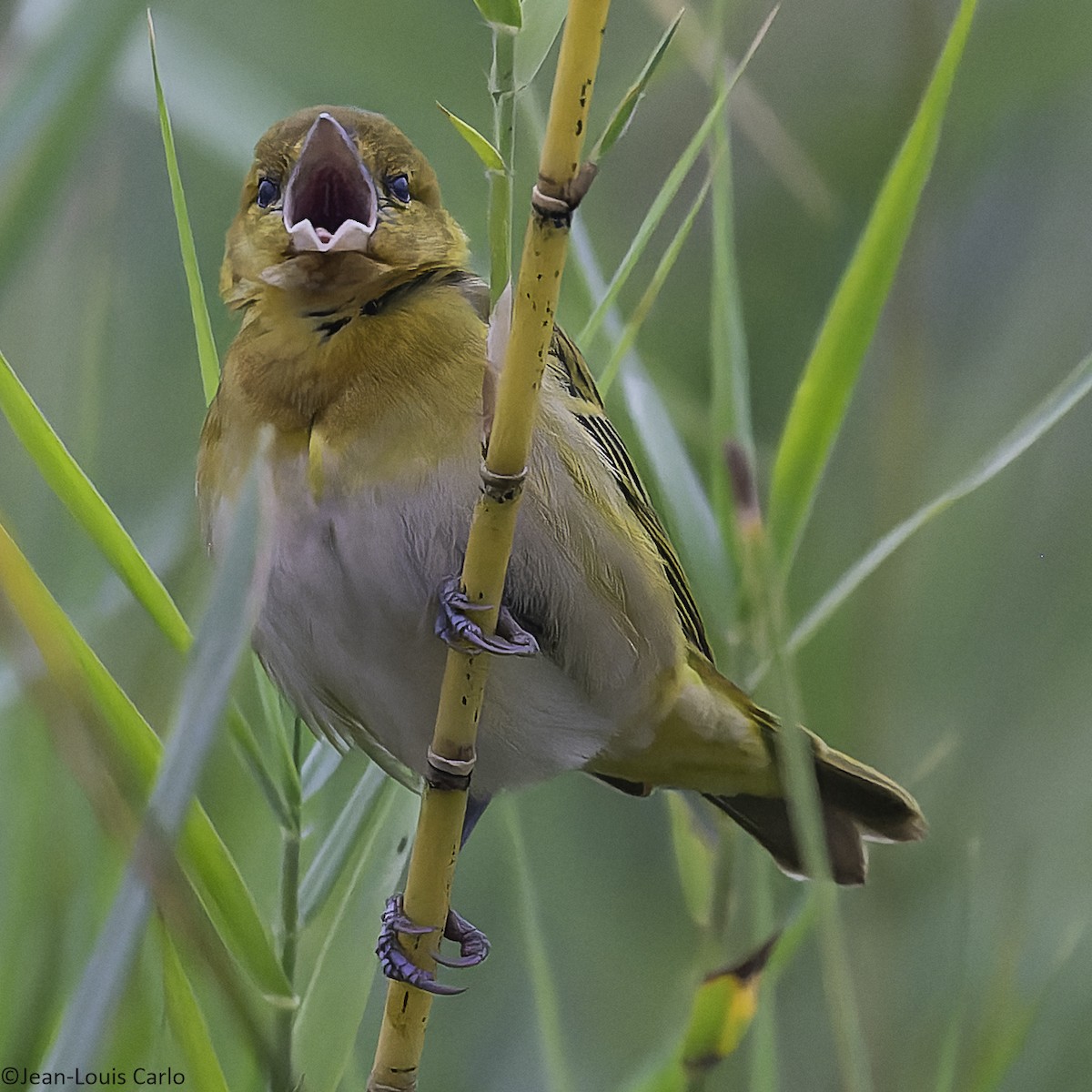 Lesser Masked-Weaver - ML640900705