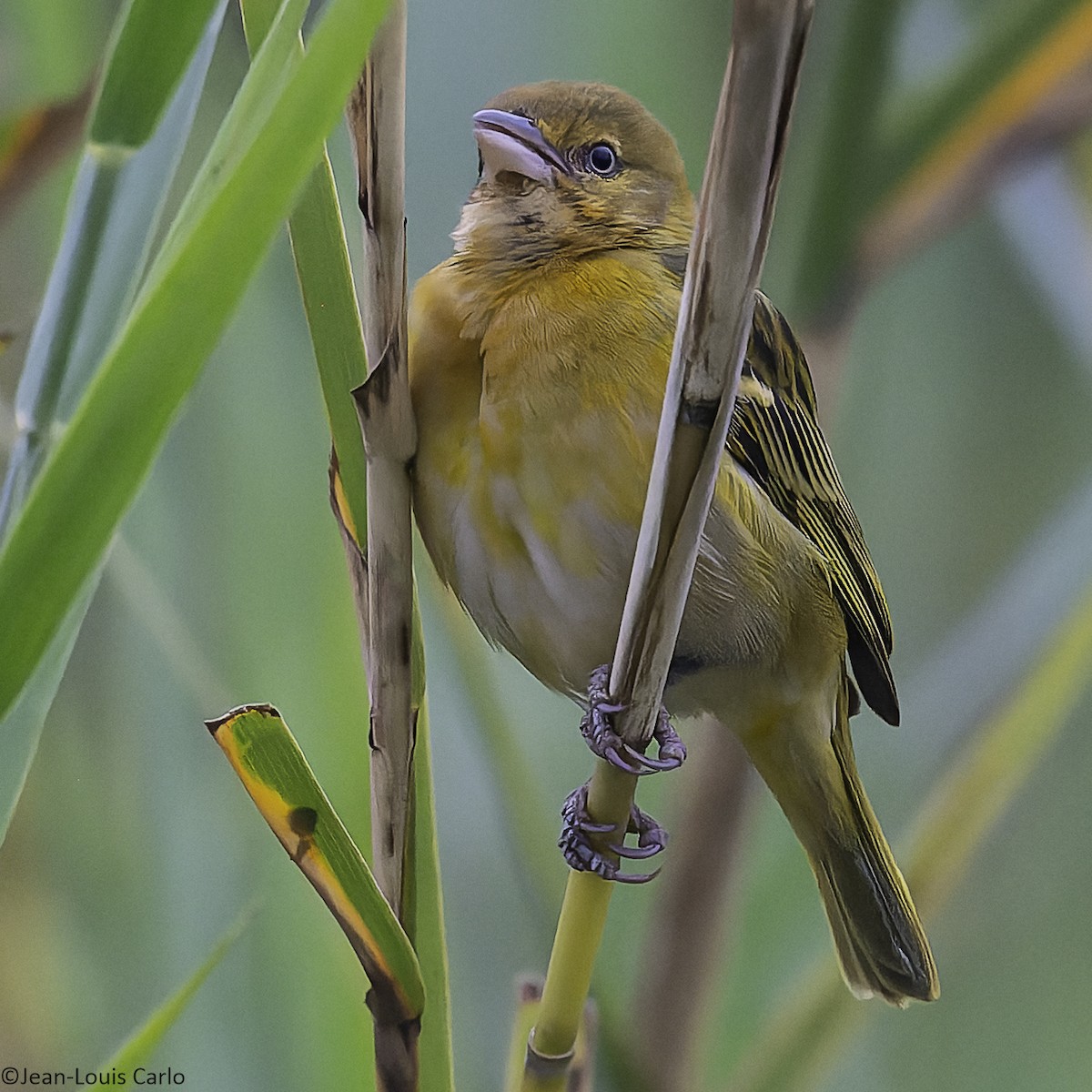 Lesser Masked-Weaver - ML640900706