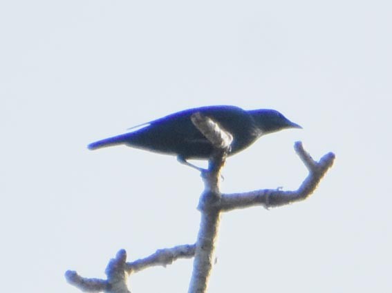 Asian Glossy Starling - ML640900719