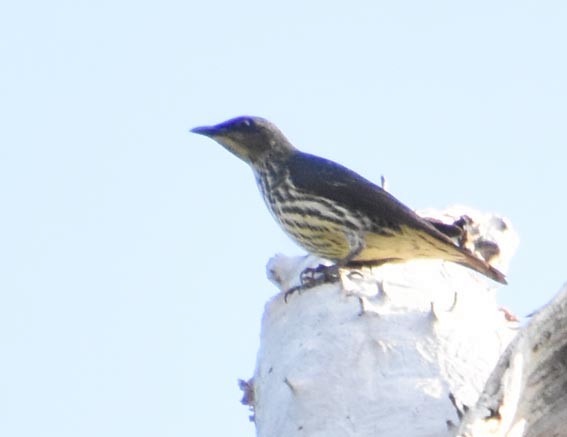 Asian Glossy Starling - ML640900723
