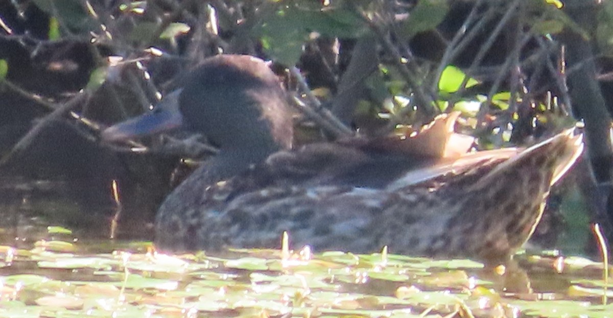 dabbling duck sp. - ML640900763