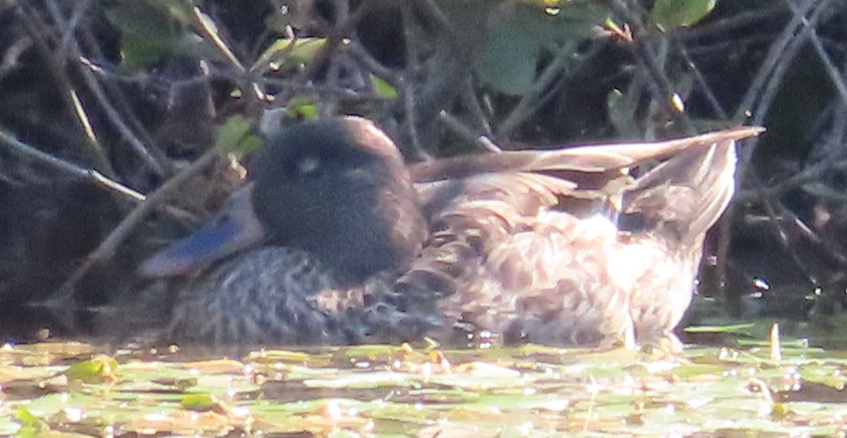 dabbling duck sp. - ML640900765