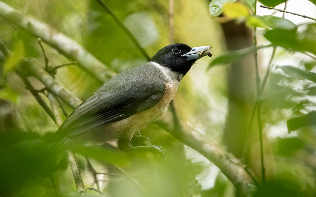 Pollen's Vanga - ML640900770