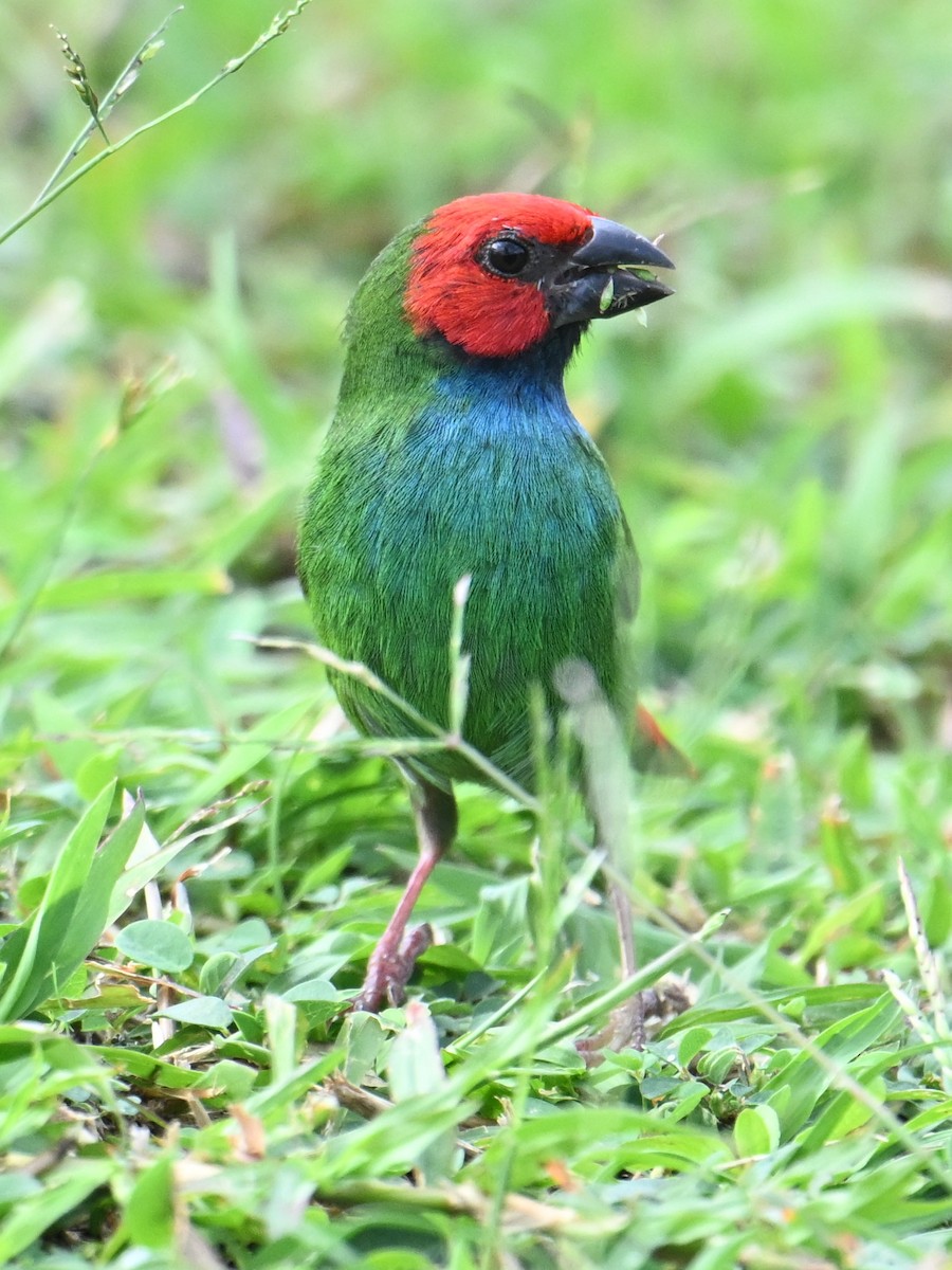 Fiji Parrotfinch - ML640900783