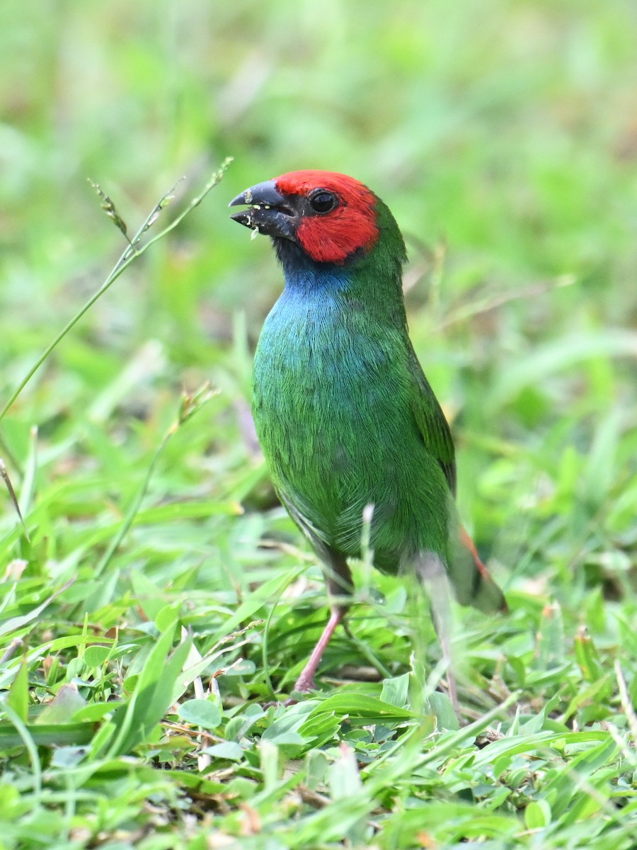 Fiji Parrotfinch - ML640900789