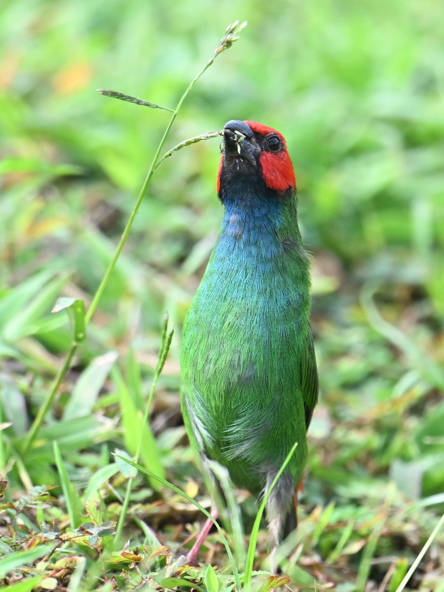 Fiji Parrotfinch - ML640900790