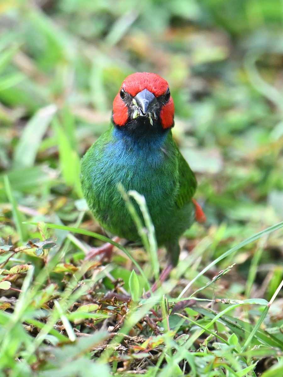 Fiji Parrotfinch - ML640900792