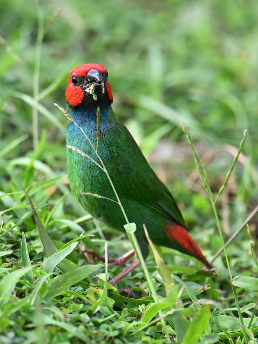 Fiji Parrotfinch - ML640900793
